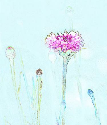 Original Illustration Floral Photography by Peter Watson