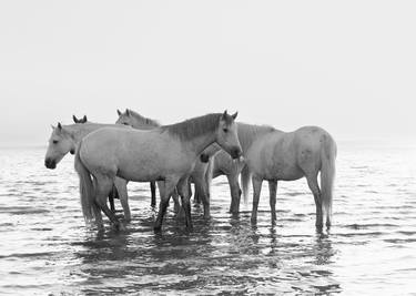 Original Black & White Horse Photography by Wendy Coombes