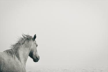 Original Black & White Horse Photography by Wendy Coombes