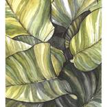 Collection Back to Nature