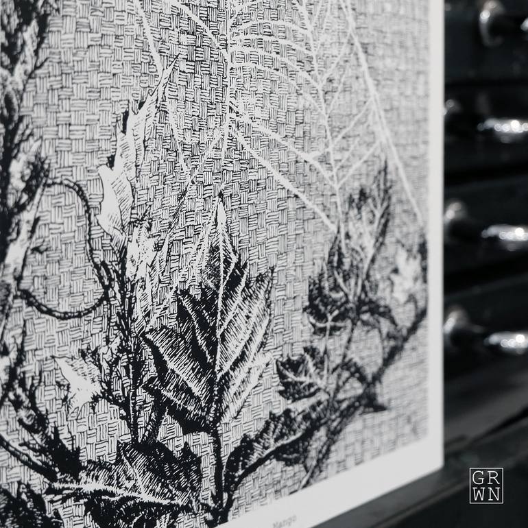 Original Black & White Botanic Printmaking by Gil Potter