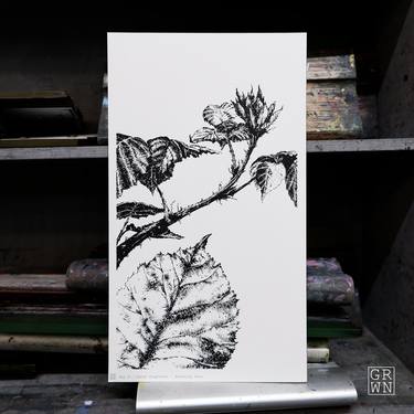 Original Illustration Botanic Printmaking by Gil Potter