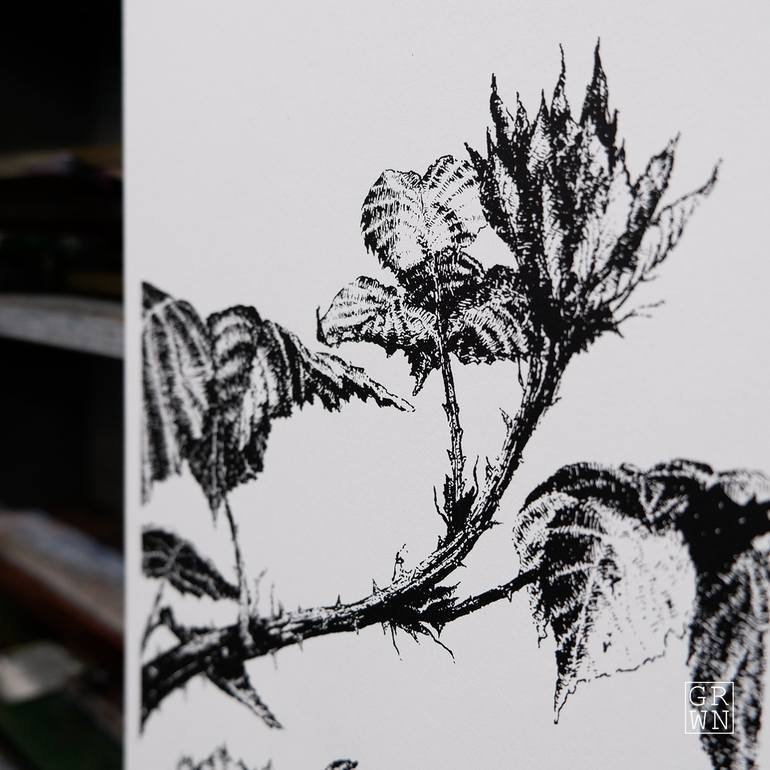 Original Botanic Printmaking by Gil Potter