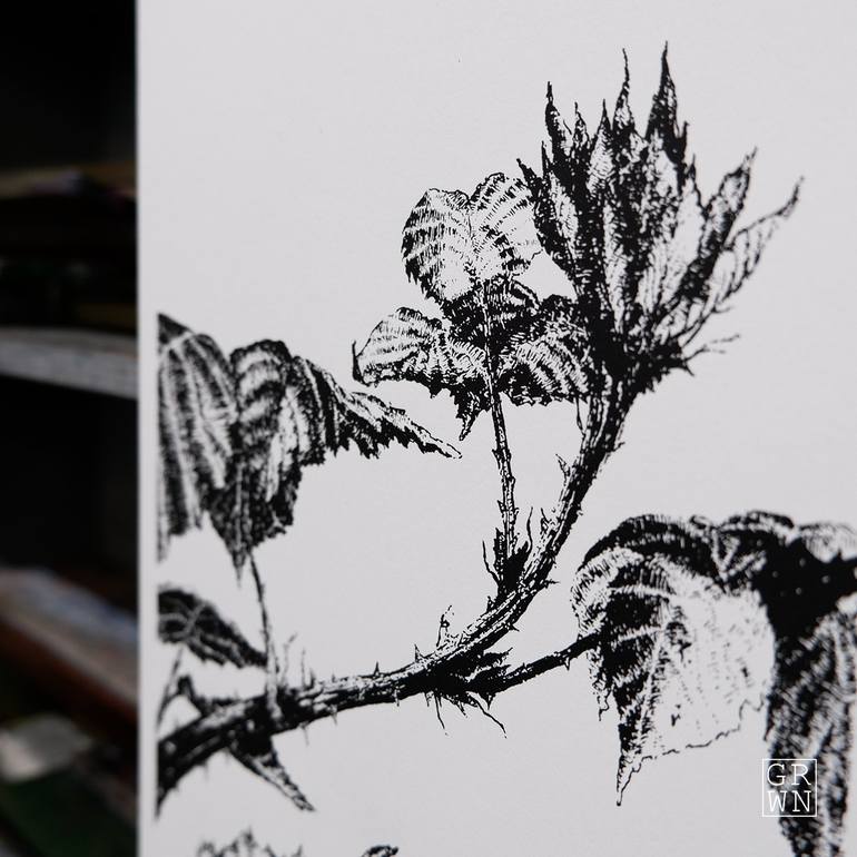 Original Black & White Botanic Printmaking by Gil Potter