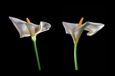 Arum Lillies 1 thumb