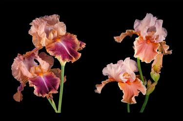 Bearded Iris's 'Impressionist' and 'Magharee' thumb