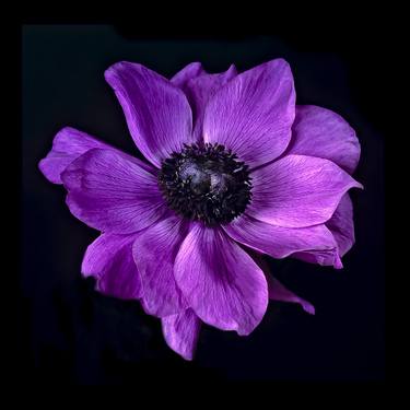 Original Floral Photography by Derek Harris