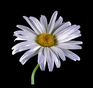 Marguerite Daisy thumb