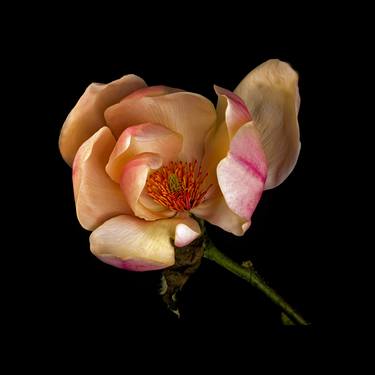 Original Floral Photography by Derek Harris