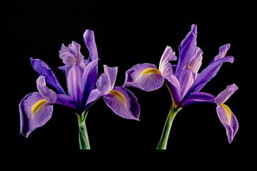 Original Illustration Floral Photography by Derek Harris