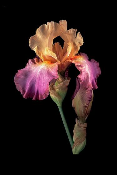 Print of Illustration Floral Photography by Derek Harris