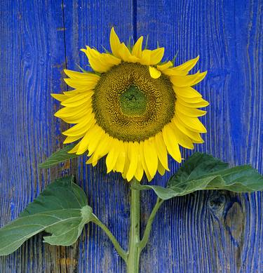 Sunflower on Blue thumb
