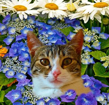 Cat in my Flower Garden  12 thumb