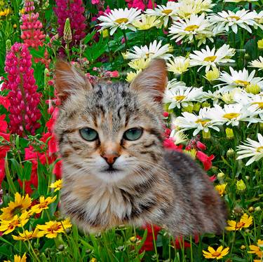 Cat in my Flower Garden 1 thumb