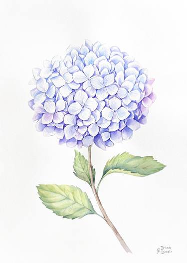 Original Floral Paintings by Irina Diasli