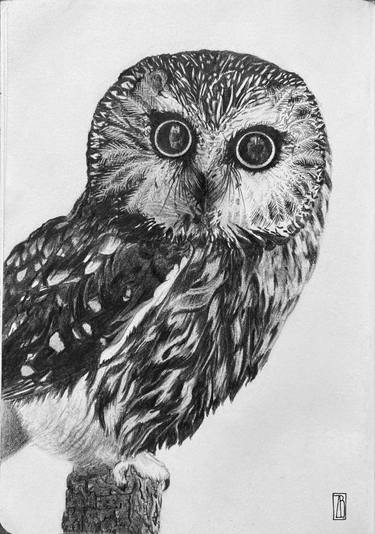 Print of Animal Drawings by Zoe Baer