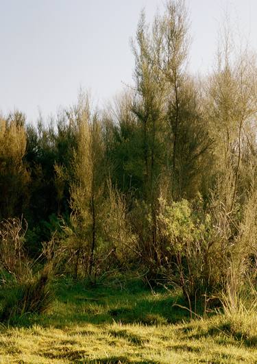 'Ode to Wairarapa, Ngāti Kahungunu and Rangitāne land I' thumb