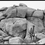 Untitled, Joshua Tree by Rezeta Veliu