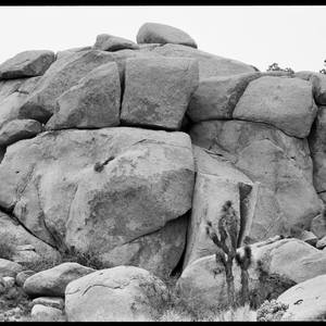 Untitled, Joshua Tree