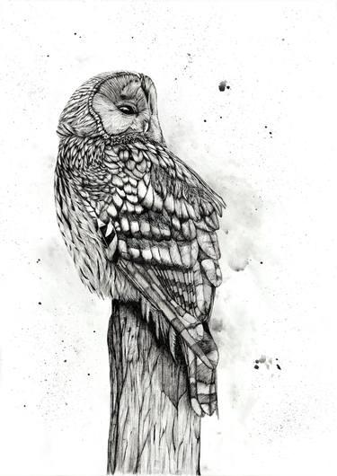 Ural Owl thumb