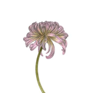 Chrysanthemum (1) thumb