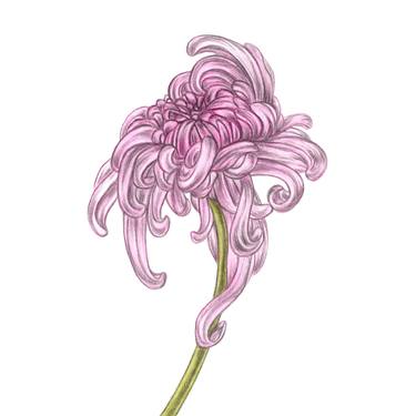 Chrysanthemum (2) thumb