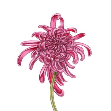 Chrysanthemum (3) thumb