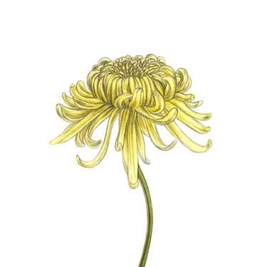 Chrysanthemum (4) thumb