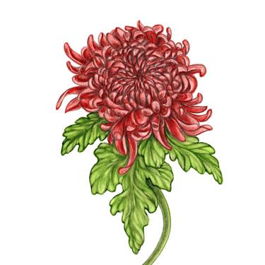Chrysanthemum (7) thumb