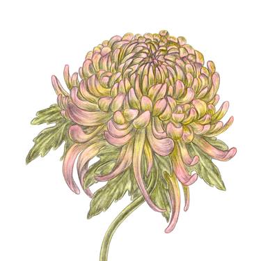 Chrysanthemum (8) thumb