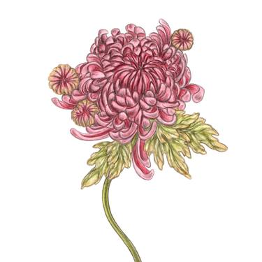 Chrysanthemum (9) thumb