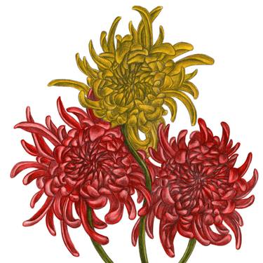 Chrysanthemum (12) thumb