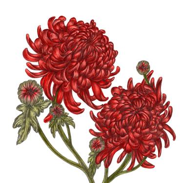 Chrysanthemum (13) thumb