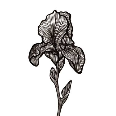 Iris (4) thumb