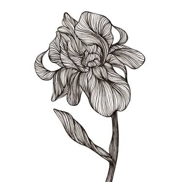 Original Illustration Floral Drawings by Christina Schöneich