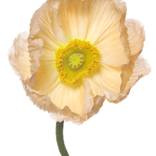 Poppy_548 by Jamey  Looney