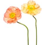 Poppy_48 by Jamey  Looney