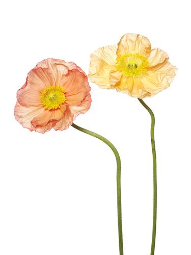 Original Fine Art Still Life Photography by Jamey  Looney