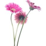 Annabella Gerbera_496 by Jamey  Looney