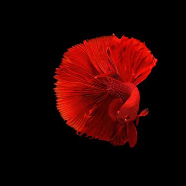 Red Siamese Fighting Fish thumb