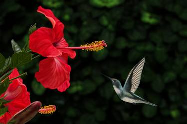 Hummingbird and Hibiscus thumb