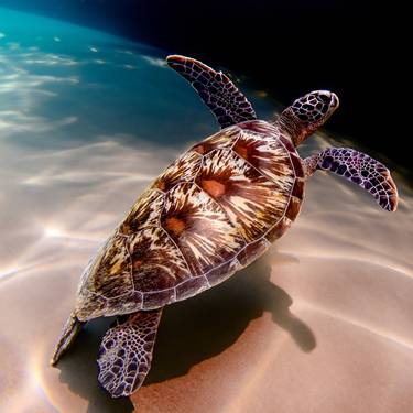 Underwater Turtle thumb