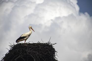 stork waiting in its nest thumb