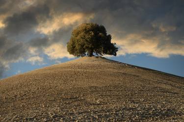 Old Holm Oak thumb