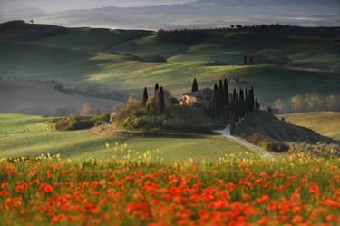 Poppies in Tuscany thumb