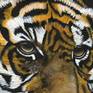 Close up of majestic tiger