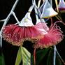 Close up of Silver Princess Eucalyptus Tree