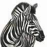 Inquisitive Zebra close up