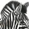 Inquisitive Zebra close up