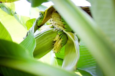 Original Conceptual Botanic Photography by Rafael Benetti Cerezer